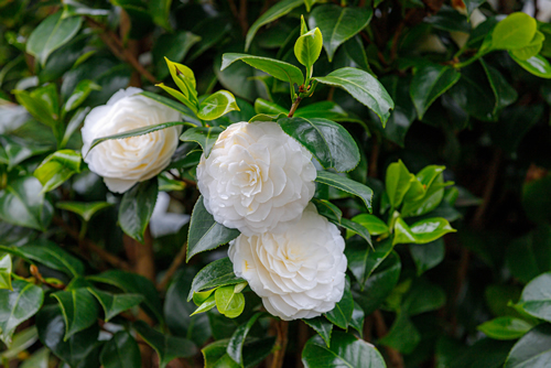 Selective focus of Camellia japonica known as common camellia, White japanese camellia flowers or the rose of winter in the garden, Natural floral background.