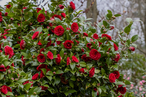 Large mass of deep red Camellia Black Lace flowers in spring