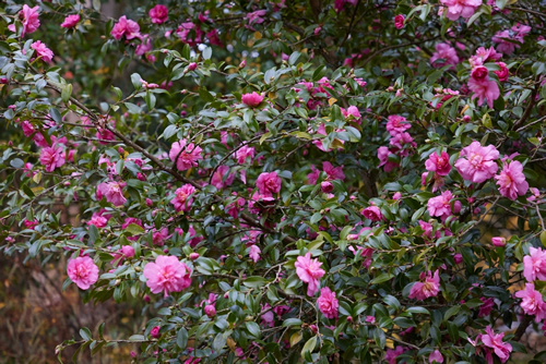 Closeup of the Camellia hiemalis Sparkling Burgundy deep pink flowers in November.