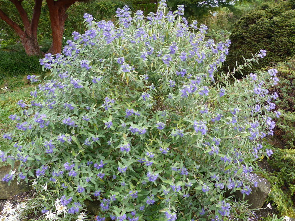 Caryopteris clandonensis, Kew Blue, Lamiaceae family