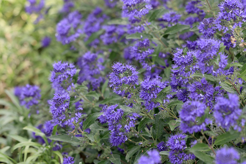 Caryopteris Ornamental plant with blue flowers