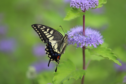 A Swallowtail butterfly sucking nectar of the purple flowers (Caryopteris incana) blooming in the Japanese garden