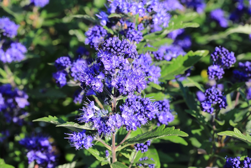 Beautiful blooming bluebeard in sunny September