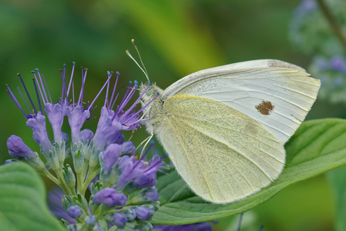 Closeup on a Cabbage white, Pieris rapae, with closed wings sipping nectar from Caryopteris incana
