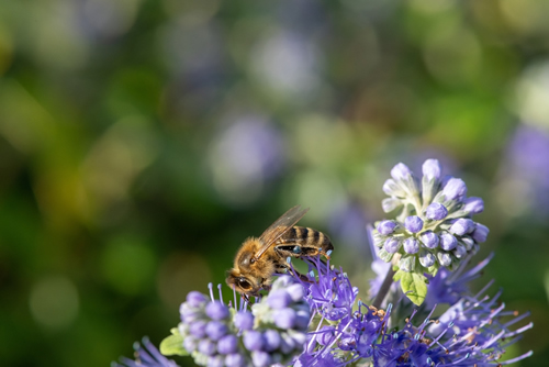 Macro shot of a honey bee pollinating bluebeard (caryopteris incana) flowers