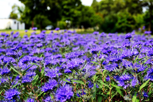 dense purple blue Kew Blue flowers in the autumn. Caryopteris clandonensis. closeup view. public park with soft blurred lush green foliage. parks and outdoors concept. bright light. fall scene.
