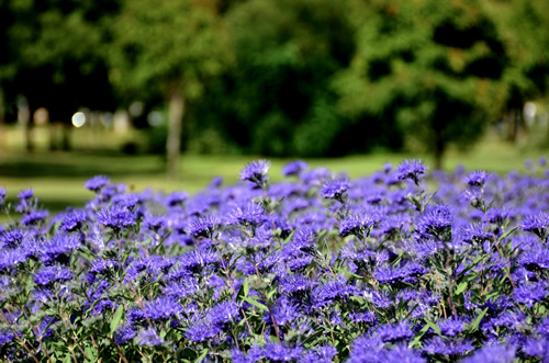 closeup of purple blue Kew Blue flowers in the autumn. Caryopteris clandonensis. public park with soft blurred lush green foliage and trees. parks and outdoors concept. bright light. fall scene.
