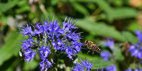 Honey bee (Apis mellifera) flying to the flowers of Blue Beard (Caryopteris clandonensis Blue Cloud)