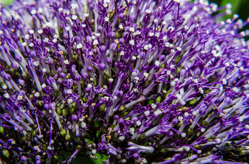 Detail of violet Caryopteris flower, clandonensis Heavenly Blue, deep blue flower spikes nestled