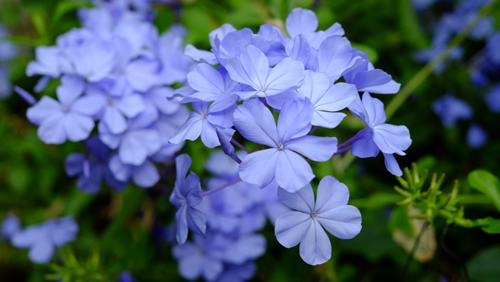 Blue Barbet flowers bloom in the garden.