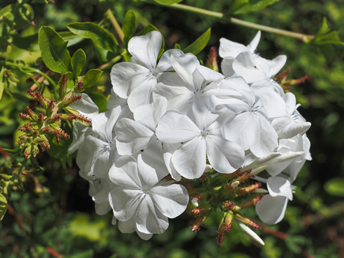 Plumbago auriculata 'Alba' flower close up. White symmetry, phlox-like blossoms are arranged in raceme. Cape leadwort or Cape plumbago is evergreen shrub. Flowering plant in the family Plumbaginaceae.