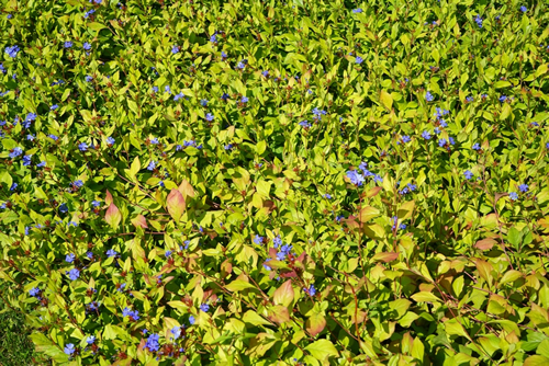 Ceratostigma plumbaginoides blooms with blue flowers in July. Ceratostigma plumbaginoides, the hardy blue-flowered leadwort, is a species of flowering plant in the plumbago family. Potsdam, Germany