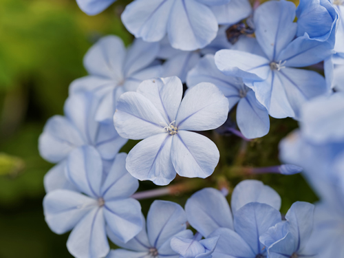 Summer flowers series, beautiful wild blue flowers in group, Ceratostigma plumbaginoides.