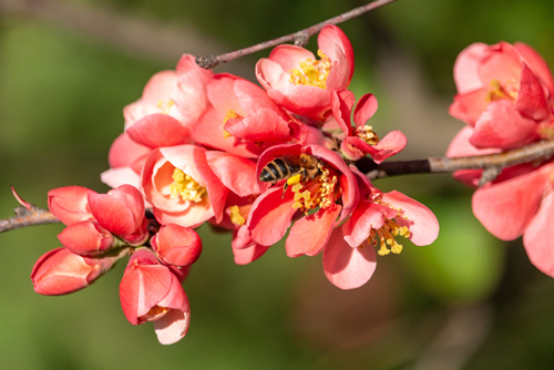 Red flowers of blooming Japanese quince on green background. Flowering Quince blossom (Chaenomeles) at spring season. Honey bee collects nectar on scarlet flowers with yellow stamens.