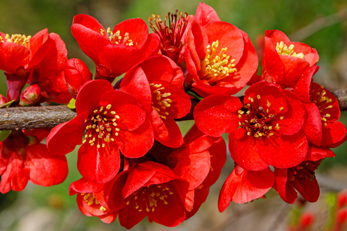 Bright red flowers of Chaemnomeles superba Rowallane quince. Chinese quince or flowering quince blossom in spring. Red Japanese quince blooms in springtime.