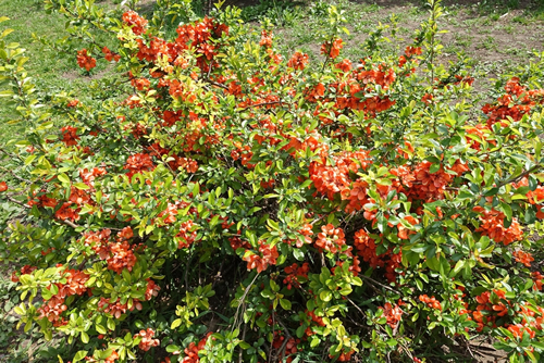 Flowering guince (Chaenomeles japonica) bush at the spring.