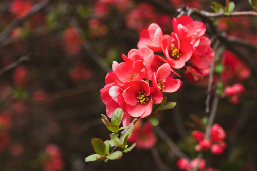 A branch of blossoming Japanese quince red flowers. Blooming perennial shrub in spring garden. Chaenomeles superba hybrids are cultivated forms of quinces in orchard. Gardening, floriculture concept.