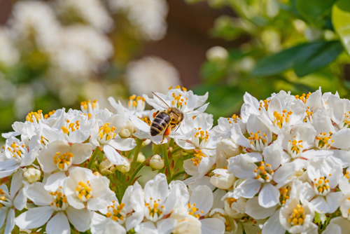 Bee on White flowers of Choisya ternata or Mexican orange blossom. Spring flowering background