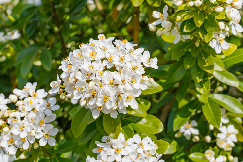 White flowers of Choisya ternata or Mexican orange blossom. Spring flowering garden background, close up