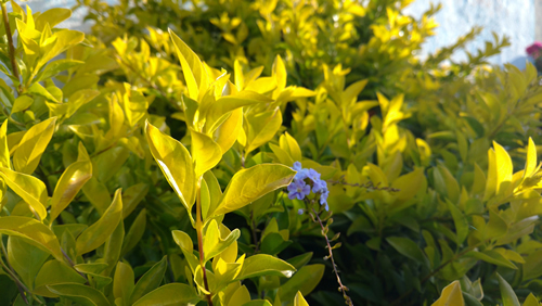 yellow leaves choisya ternata sundance in bright light with purple flowers