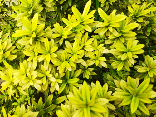 Close-up of yellow leaves of evergreen shrub Choisya Ternata Sundance (Mexican orange) in slightly blurred photo