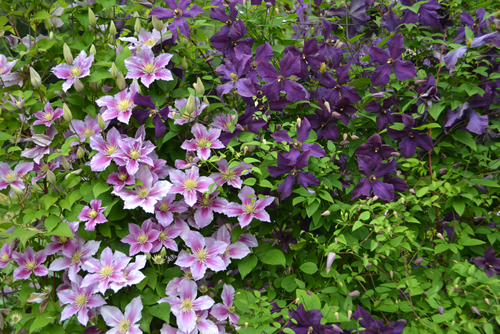 Summer Flowering Deciduous Climbing Clematis Plant (Clematis 'Romantika') Growing up a Pergola in a Country Cottage Garden in Rural Devon, England, UK