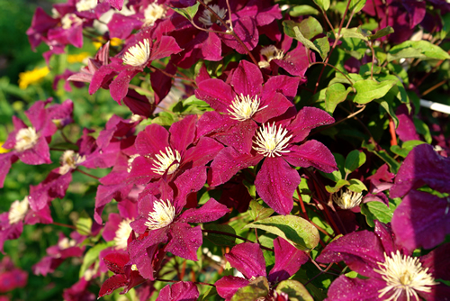 A close up of velvety crimson-purple clematis flowers of the 'Rouge Cardinal' variety (or 'Red Cardinal', late large-flowered group) in dew in the garden on a sunny morning