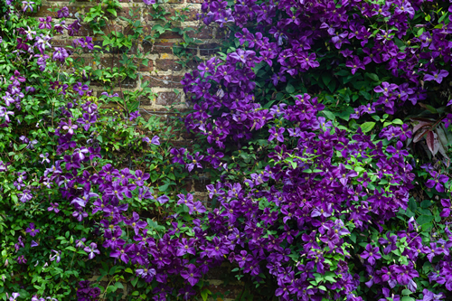 Purple clematis with green leaves climbs up a brick wall, guided by braided iron mesh, in Sissinghurst garden in Kent, UK