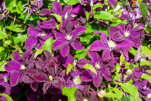 Clematis Warszawska Nike an early summer flowering shrub plant with a purple summertime flower which opens from July to September, stock photo image