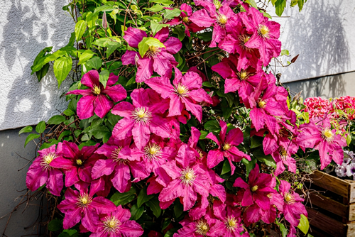 Pink Clematis flowers near house wall. Beautiful Purple flowering Clematis Passion blooms background. Large clematis flower with yellow finger stamens in sunny day