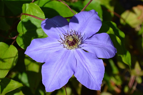 Close up of clematis Ramona seen in the garden.