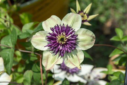 Beautiful Clematis flower in the park.