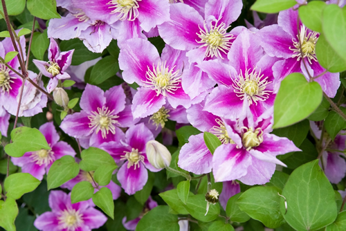Pink clematis flowers are in bloom in the park. The name of this clematis is Piilu. Scientific name is Clematis.