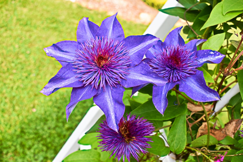 Colorful bright Multi Blue clematis flowering in spring.