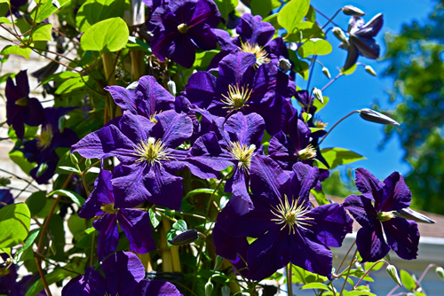 Beautiful purple Clematis Jackmanii flowering in early summer.