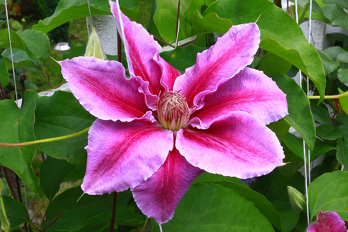 Clematis Dr. Ruppel, climbing plant with special colour, pink