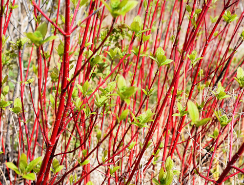 The red stems of a Cornus alba siberian dogwood shrub in spring