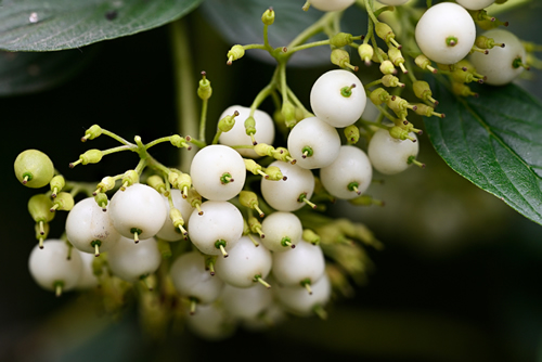 Cornus Sericea - Redosier dogwood - White round fruits on a twig and green leaves