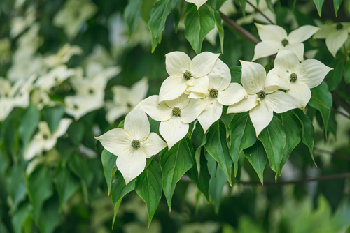 Cornus capitata is a species of dogwood known by the common names Bentham's cornel, evergreen dogwood, Himalayan flowering dogwood, and Himalayan strawberry-tree.