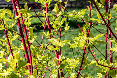 Cornus Sibirica ( Cornus Alba) ornamental shrub with red bark and yellow-green leaves in the spring garden on a sunny day. Bright floral background for garden design.