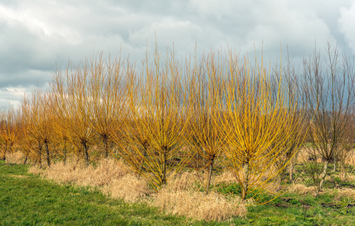 Cornus Stolonifera Flaviramea shrubs with yellow colored branches in a row in a Dutch tree nursery. It is a cloudy day at the beginning of spring and the branches of the shrubs are still leafless.