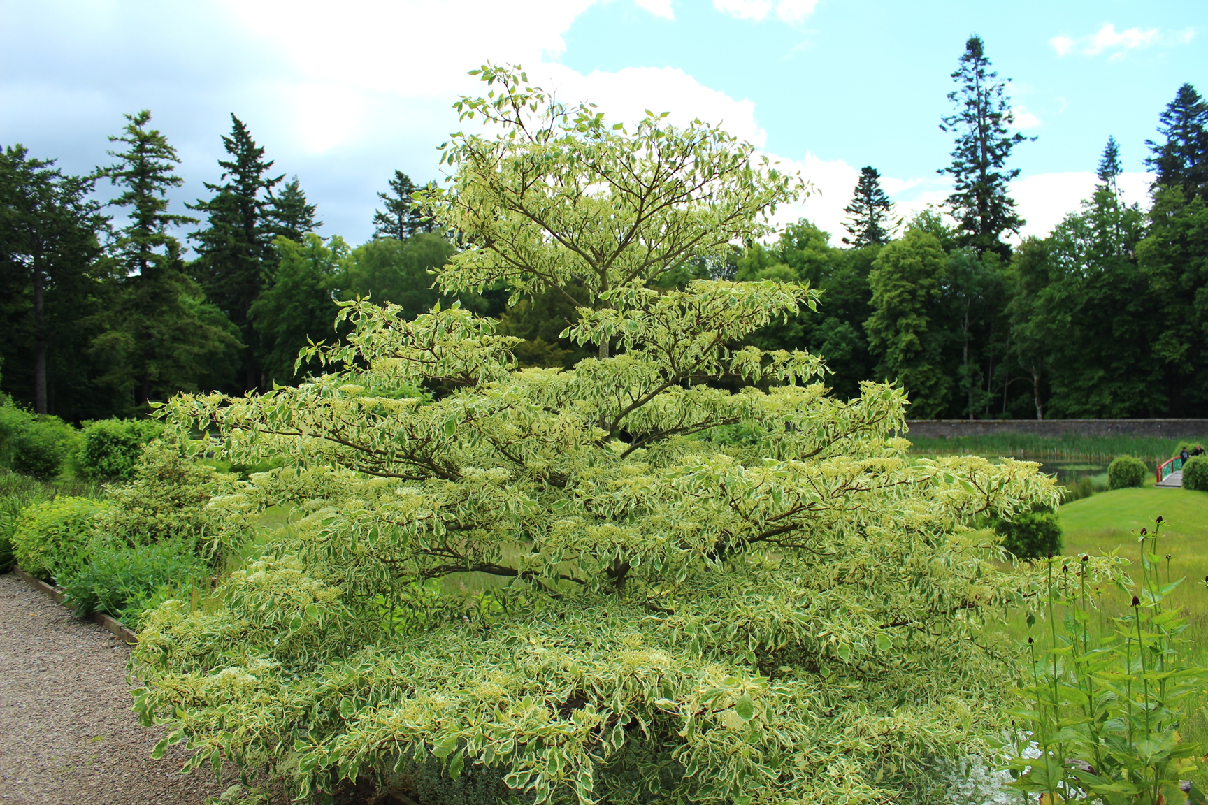 Cornus controversa Variegata, giant dogwood, shrub with white and green leaves
