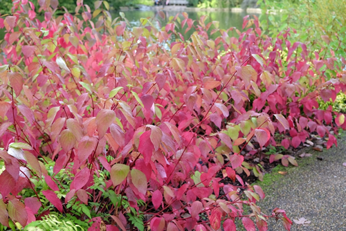 Red leaves of the Cornus sericea 'BaileyiÕ, also known Bailey's Red Twig Dogwood during autumn.
