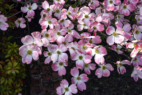 A closeup of a bunch of pink Dogwood flowers blossoming on a Dogwood Tree on a sunny spring day with shadows cast from the other parts of the tree on the North Fork of Long Island, NY