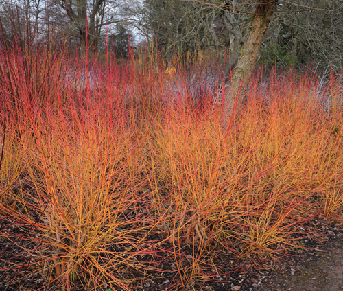 Cornus saguinea 'Midwinter Fire' (Common Dogwood) in a Country Cottage Garden in Surrey, England, UK