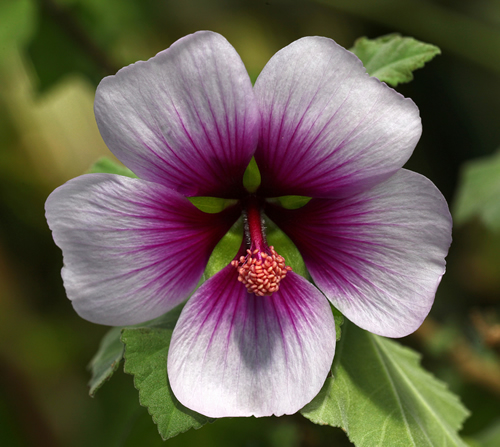 Lavatera Maritima, a beautiful mallow with white and magenta petals in front of green leaves in the garden.