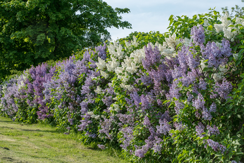 Beautiful summer view of a lilac hedge in Sweden, filled with white and purple lilac flowers in full bloom