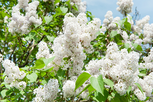 Branches of blooming white lilac