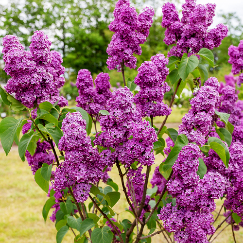 Lilac flowers.Syringa vulgaris (lilac or common lilac)