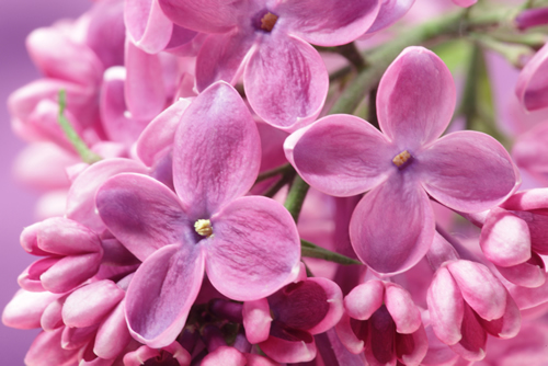Purple lilacs flowers/ Syringa vulgaris background